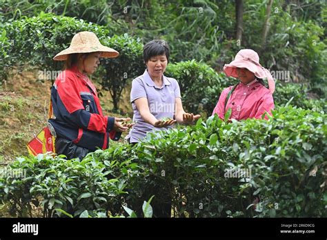 蒼梧縣有哪些鄉鎮與其地理文化的多元探索